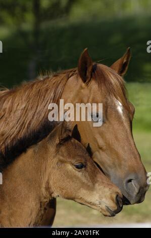 Quarto cavallo mare con volpe, Quarter Horse Mare con Foal Foto Stock
