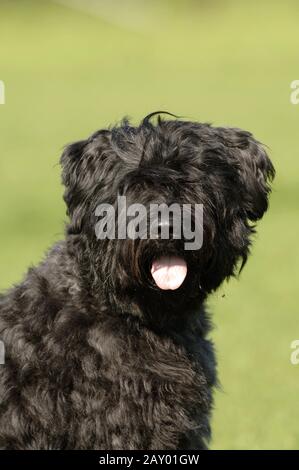 Bouvier des Flandres, Bouvierhunde, Bouvierhund, Bovuier, cane, cani, bouviers Foto Stock