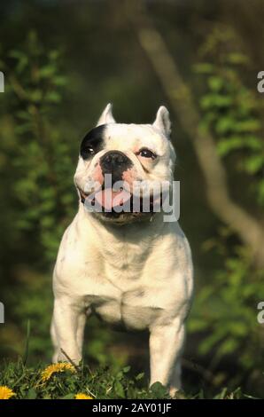 Franzoesische Bulldogge, bulldog francese, cane-immagini, hundefotos Foto Stock