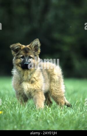 vecchio pastorello tedesco cucciolo, vecchio pastore tedesco whelp Foto Stock