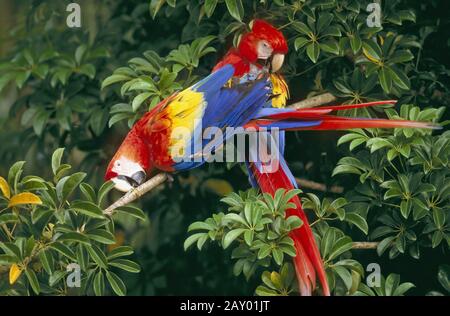 Hellroter Ara, Scarlet macaw, Ara macao, Costa Rica Foto Stock