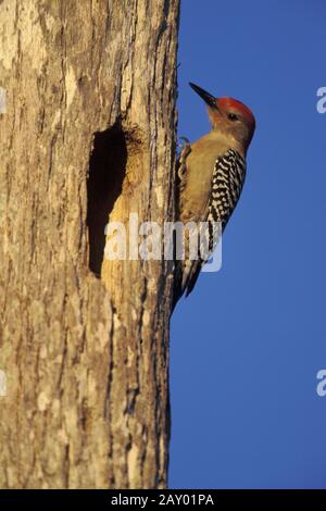 picchio carolina, picchio carolina, melanerpes carolinus, picchio rosso-belled Foto Stock