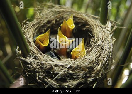 Teichrohrsaenger, Acrocephalus Scirpaceus, Eurasian Reed Warbler, Europe, Europa Foto Stock