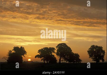 Alba dietro vecchie querce su prati Elbe vicino Gorleben Foto Stock