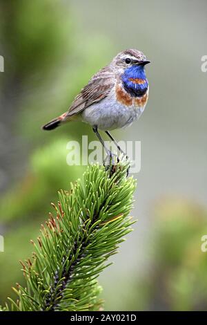 Blaukehlchen, Luscinia svecica, Blugola, uccelli passerini, europa, europa Foto Stock