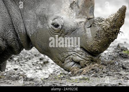 Il rinoceronte bianco prende un bagno di fango / rinoceronte bianco / simum di Ceratotherium Foto Stock