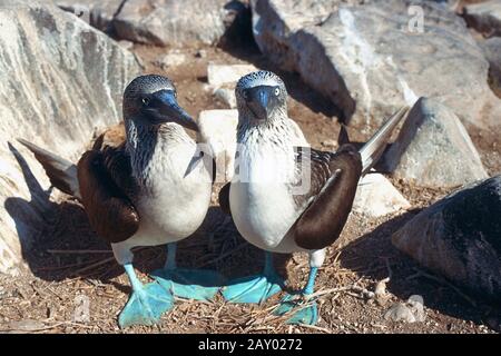blaufusstoelpel, sula nebouxii, booby blu-footed Foto Stock