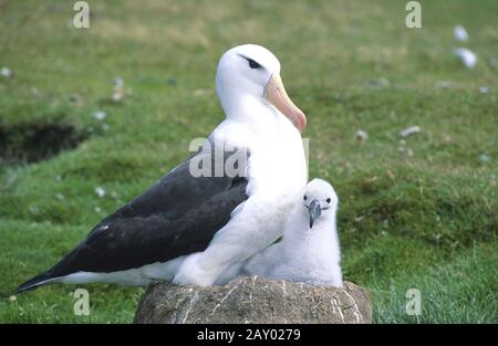 schwarzbrauenalbatross, albatross di colore bruno-nero, melanofris diomedea Foto Stock