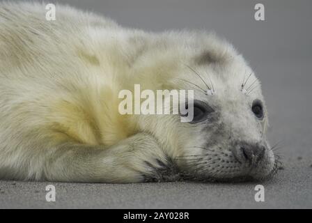 Sigillo grigio, (alichoerus grypus), femmina con giovane, giovane, neonato, Mare del Nord, Mare di Wadden, Schleswig-Holstein, Germania, mare grigio Foto Stock