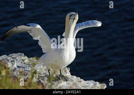 Basstoelpel (Morus Bassanus, Sula Bassana) Gannets Settentrionali, Helgoland, Schleswig-Holstein, Germania, Germania Foto Stock
