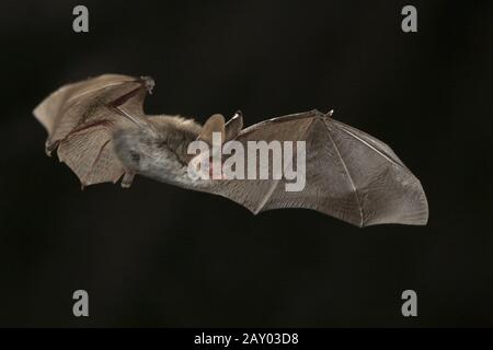 Bechstein Fledermaus, Myotis bechsteinii, bechsteins bat Foto Stock