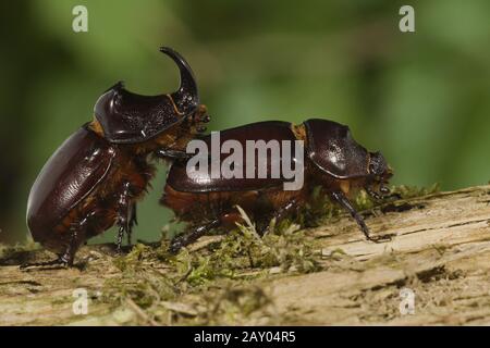 Nashornkaefer, Oryctes nasicornis, scarabeo europeo Rhinoceros Foto Stock