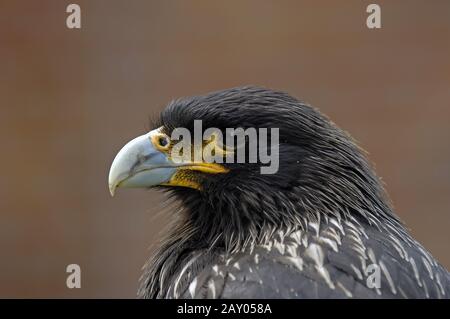 Primo piano di Caracara Striated in erba su sfondo verde, Isole Falkland Foto Stock