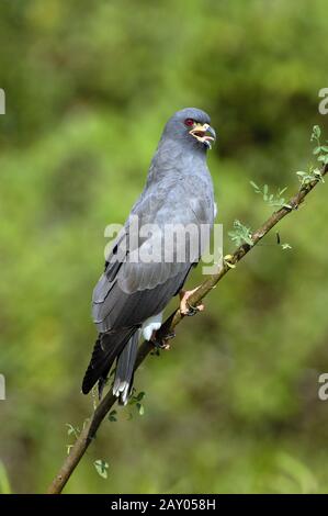 Everglade kite o lumaca Kite, Rosthamus sociabilis Foto Stock