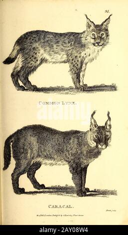 Lynx e Caracal di zoologia generale, o, Sistematica storia naturale Parte i, di Shaw, George, 1751-1813; Stephens, James Francis, 1792-1853; Heath, Charles, 1785-1848, incisore; Griffith, signora, incisore; Chappelow. Copperplate Stampato a Londra nel 1800. Probabilmente gli artisti non hanno mai visto un esemplare dal vivo Foto Stock