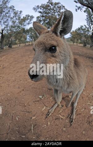 Canguro gigante grigio orientale, Macropus giganteus, Warrumbungl Foto Stock