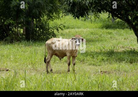 Bestiame domestico zebu, Bos Primigenius taurus, Tailandia Foto Stock