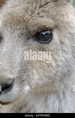 Canguro gigante grigio orientale, Macropus giganteus Foto Stock