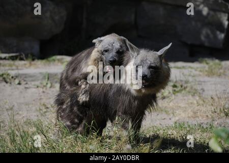 Accoppiamento di iena marrone, Parahyena brunnea, Hyena brunnea, anche marrone iena, Africa Foto Stock