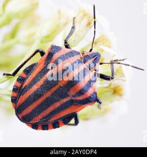 Striped bug (Graphosoma lineatum) Foto Stock