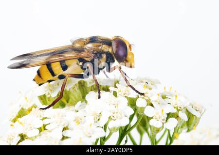 Foresta Banned Hoverfly (Volucella Inanis) - Hoverfly (Volucella Inanis) Foto Stock