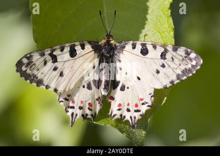 Farfalla Pasqua orientale (Allancastria cerisyi) - Festoon orientale (Allancastria cerisyi) Foto Stock