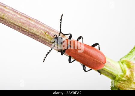 Scarlatto scarlatto scarlatto (pirocroa coccinena) Foto Stock