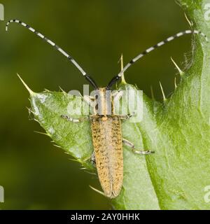 Großer Pappelbock (Saperda Carcharias) - Grande Poplar Berer (Saperda Carcharias) Foto Stock