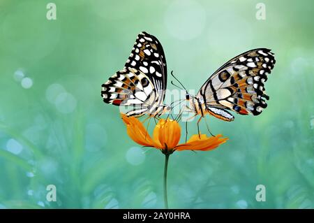 Due farfalle su un fiore, Indonesia Foto Stock