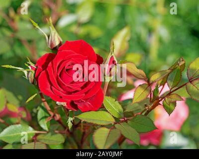 Fiorire rose nobili rosse nel giardino Foto Stock