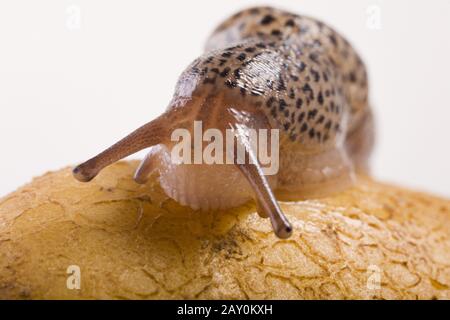 Neve grande (Limax maximus) - Slug leopardo (Limax maximus) Foto Stock