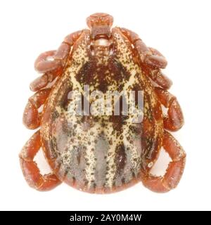 Zecke (Ixodes ricinus) - tick (Ixodes ricinus) Foto Stock