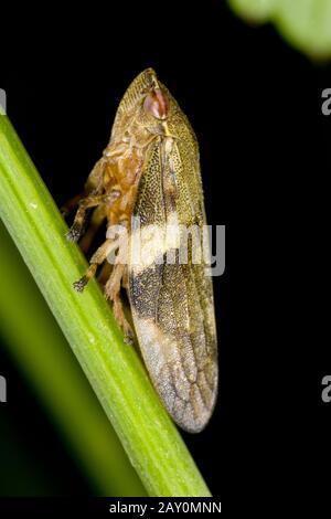 Alder spittlebug (Aphrophora alni) - Alder spittlebug (Aphrophora alni) Foto Stock