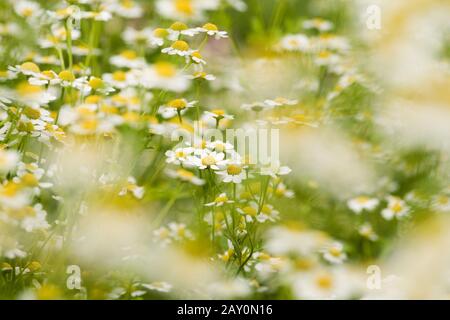Echte Kamille (Matricaria recutilita) - Matricaria recutilita Foto Stock