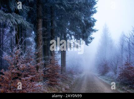 Strada attraverso una foresta nebbiosa in una mattinata gelida, Svizzera Foto Stock