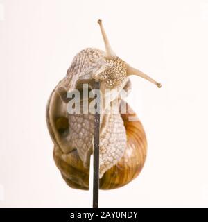 Lumaca su un paio di forbici - Helix pomatia Linnaeus con forbici Foto Stock