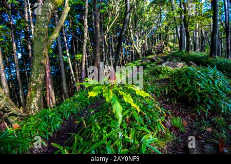 Arisaema dentatum, l'arisaema giapponese. Allo stretto sentiero di montagna. Piante tossiche. Mamushi-gusa, l'erbaccia ai Pit-viper, in giapponese. Foto Stock