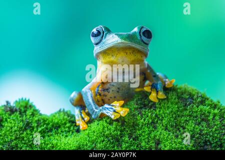 Rana di albero di Javan su una roccia mossy, Indonesia Foto Stock