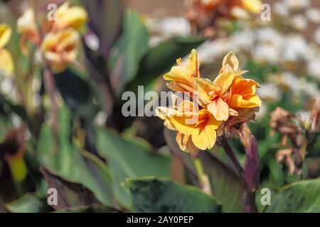 Canna generalis fiore in giardino botanico Foto Stock