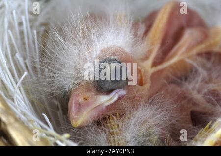 Kanarienvoegel, Jungvogel, Kueken, Serinus canaria, Canarie, accoccolato, cazzo Foto Stock