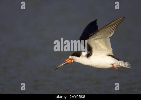 Amerikanischer Scherenschnabel - Rynchops Niger - Black Skimmer Foto Stock