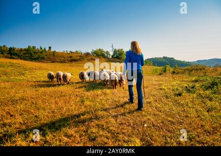 Donna che ha allevato un gregge di pecore in autunno, Bosnia ed Erzegovina Foto Stock