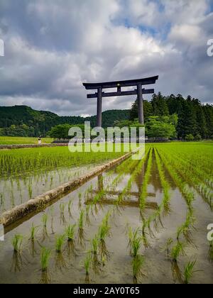 La porta più grande del mondo dei torii all'ingresso del sito sacro di Kumano Hongu Taisha sul sentiero di pellegrinaggio Kumano Kodo a Wakyama, Giappone Foto Stock