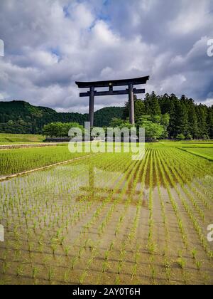 La porta più grande del mondo dei torii all'ingresso del sito sacro di Kumano Hongu Taisha sul sentiero di pellegrinaggio Kumano Kodo a Wakyama, Giappone Foto Stock