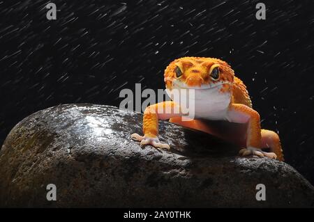 Ritratto di un gecko leopardo su una roccia sotto la pioggia, Indonesia Foto Stock