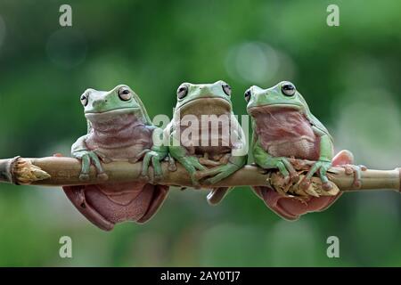 Tre rane verdi australiane su un ramo, Indonesia Foto Stock