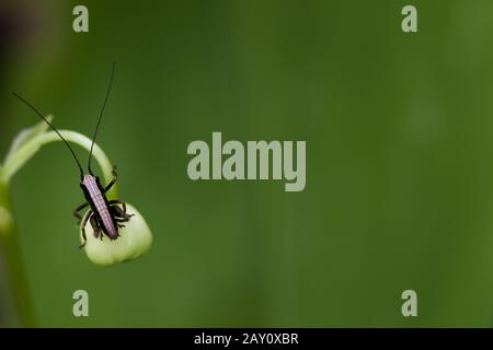 Comune manto arbusto (Pholidoptera griseoaptera) Larva Foto Stock