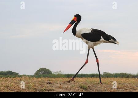 Sella Fatturata cicogna cammina attraverso il campo in cerca di cibo. Foto Stock