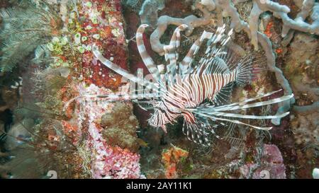 Pterois è un genere di pesci marini velenosi, comunemente noti come pesci di limonfano, nativi dell'Indo-Pacific. Fotografato al largo della costa di Bali. Foto Stock