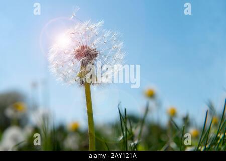 Tarassaco semi nella luce del sole di mattina di soffiatura attraverso un nuovo sfondo verde Foto Stock
